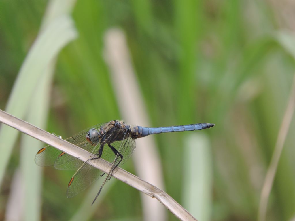 Orthetrum coerulescens anceps